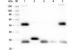 Western Blot of Anti-Rat IgG (H&L) (GOAT) Antibody (Min X Bv Ch Gt GP Ham Hs Hu Ms Rb & Sh Serum Proteins). (Ziege anti-Ratte IgG Antikörper (Cy5) - Preadsorbed)