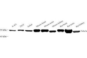 Western blot analysis of Tuba3a (ABIN7076051) at dilution of 1: 500 (Tuba3a Antikörper)