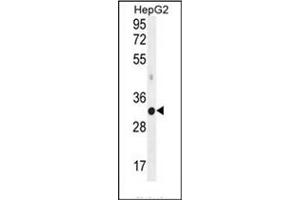 Western blot analysis of MED6 Antibody (C-term) in HepG2 cell line lysates (35ug/lane). (MED6 Antikörper  (C-Term))