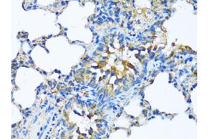 Immunohistochemistry of paraffin-embedded Rat lung using MFGE8 antibody (ABIN6128291, ABIN6143792, ABIN6143794 and ABIN6215931) at dilution of 1:100 (40x lens). (MFGE8 Antikörper  (AA 1-200))