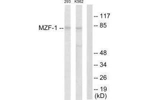 Western blot analysis of extracts from 293 cells and K562 cells, using MZF-1 antibody.