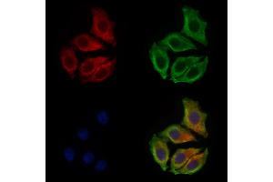 ABIN6260015 and ABIN6277901 staining HepG2 cells by IF/ICC.