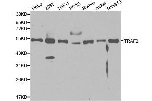 Western blot analysis of extracts of various cell lines, using TRAF2 antibody (ABIN5970352) at 1/1000 dilution. (TRAF2 Antikörper)