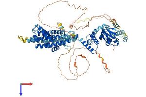 HCN3 Protein (AA 1-774) (His tag)