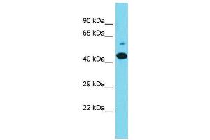 Host:  Rabbit  Target Name:  Maml2  Sample Type:  Mouse Stomach lysates  Antibody Dilution:  1. (MAML2 Antikörper  (C-Term))