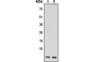 Western blot analysis of NDUFA1 expression in HeLa (A), Raw264. (NDUFA1 Antikörper  (N-Term))