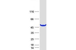 Validation with Western Blot (AMDHD1 Protein (Myc-DYKDDDDK Tag))