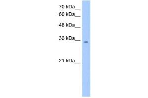 MDH2 antibody used at 2. (MDH2 Antikörper)