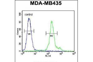 Flow cytometric analysis of MDA-MB435 cells (right histogram) compared to a negative control cell (left histogram). (FBXL14 Antikörper  (C-Term))