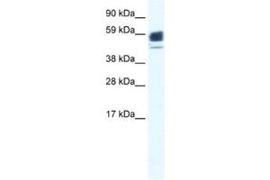Western Blotting (WB) image for anti-Acetylcholine Receptor Subunit alpha (CHRNA1) antibody (ABIN2461075) (CHRNA1 Antikörper)