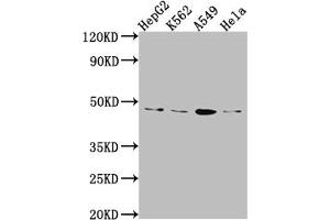 Western Blot Positive WB detected in: HepG2 whole cell lysate, K562 whole cell lysate, A549 whole cell lysate, Hela whole cell lysate All lanes: CD274 Antibody at 1:1000 Secondary Goat polyclonal to rabbit IgG at 1/50000 dilution Predicted band size: 34, 21, 21 kDa Observed band size: 45 kDa (Rekombinanter PD-L1 Antikörper)