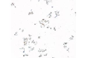 Immunocytochemistry (ICC) image for anti-Jun Dimerization Protein 2 (JDP2) (AA 50-100) antibody (ABIN7795635) (Rekombinanter JDP2 Antikörper  (AA 50-100))
