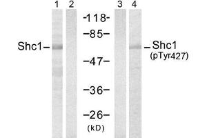 Western blot analysis of extracts from 293 cells, using Shc1 (Ab-427) antibody (E021317, Lane 1 and 2) and Shc1 (Phospho-Tyr427) antibody (E011317, Lane 3 and 4). (SHC1 Antikörper)