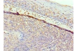 Immunohistochemistry of paraffin-embedded human tonsil tissue using ABIN7153430 at dilution of 1:100 (GAL Antikörper  (AA 20-123))