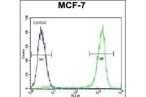 ZN Antibody (Center) (ABIN655374 and ABIN2844929) flow cytometric analysis of MCF-7 cells (right histogram) compared to a negative control cell (left histogram). (ZNF829 Antikörper  (AA 127-155))