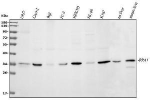 Western blot analysis of PPA1 using anti-PPA1 antibody (ABIN6719527).