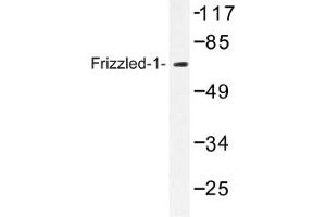 Image no. 1 for anti-Frizzled Family Receptor 1 (Fzd1) antibody (ABIN317638) (FZD1 Antikörper)
