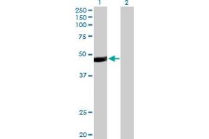 Western Blot analysis of PAX5 expression in transfected 293T cell line by PAX5 MaxPab polyclonal antibody. (PAX5 Antikörper  (AA 1-391))