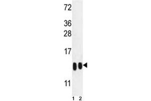 H4 antibody western blot analysis in (1) human K562 and (2) mouse NIH3T3 lysate.
