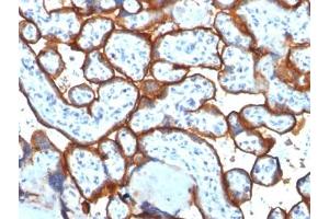 IHC testing of FFPE human placenta tissue with Transferrin Receptor / CD71 antibody (clone TFRC/1817).