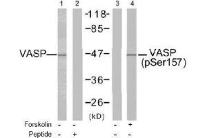 Image no. 2 for anti-Vasodilator-Stimulated phosphoprotein (VASP) (pSer157) antibody (ABIN196950) (VASP Antikörper  (pSer157))