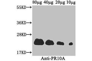 Western Blot Positive WB detected in: Coptis japonica (80 μg, 40 μg, 20 μg, 10 μg) All lanes: PR10A antibody at 3.