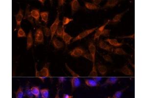 Immunofluorescence analysis of NIH-3T3 cells using YWHAH Polyclonal Antibody at dilution of 1:100 (40x lens). (14-3-3 eta Antikörper)