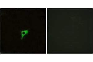 Immunofluorescence (IF) image for anti-Cholinergic Receptor, Muscarinic 2 (CHRM2) (AA 185-234) antibody (ABIN2890806) (Muscarinic Acetylcholine Receptor M2 Antikörper  (AA 185-234))