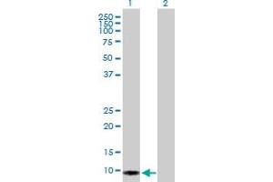 Western Blot analysis of S100A2 expression in transfected 293T cell line by S100A2 MaxPab polyclonal antibody. (S100A2 Antikörper  (AA 1-97))