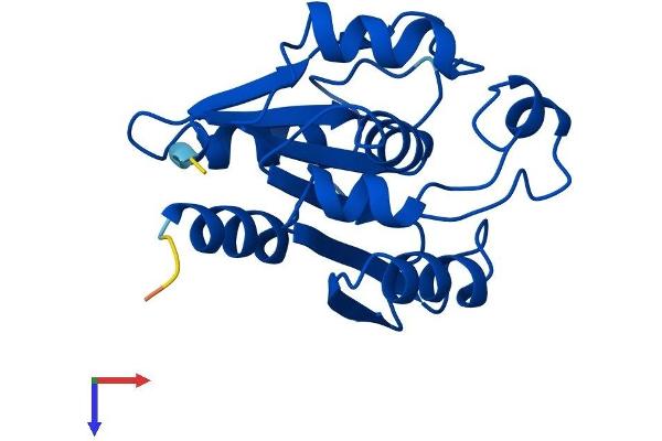 RBBP9 Protein (AA 1-186) (His tag)