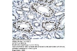 Human kidney (NR1H4 Antikörper  (Middle Region))