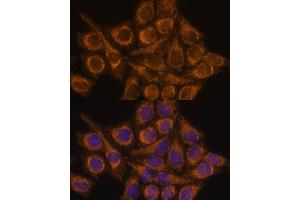 Immunofluorescence (IF) image for anti-Pyrroline-5-Carboxylate Reductase Family, Member 2 (PYCR2) (AA 271-320) antibody (ABIN7269766)