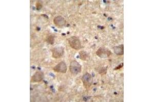Immunohistochemistry analysis in human brain tissue (formalin-fixed, paraffin-embedded) using PCDHAC2 Antibody , followed by peroxidase conjugation of the secondary antibody and DAB staining.