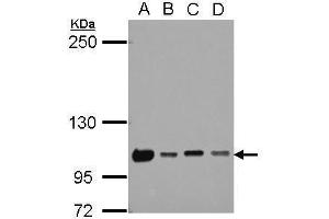 WB Image Sample (30 ug of whole cell lysate) A: 293T B: A431 C: HeLa D: HepG2 5% SDS PAGE antibody diluted at 1:1000 (NKRF Antikörper)