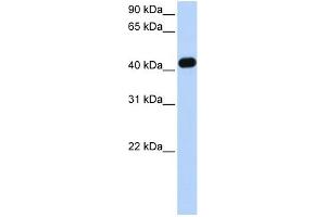 WB Suggested Anti-CKMT2 Antibody Titration: 0.