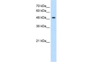Western Blotting (WB) image for anti-Glycerate Kinase (GLYCTK) antibody (ABIN2463094) (GLYCTK Antikörper)