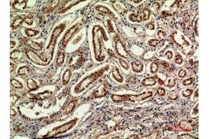 Immunohistochemistry (IHC) analysis of paraffin-embedded Human Kidney, antibody was diluted at 1:100. (IDH1 Antikörper  (N-Term))