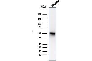 Western Blot Analysis of human spleen tissue lysate using Thymidine Phosphorylase / PD-ECGF Monoclonal Antibody (P-GF. (Thymidine Phosphorylase Antikörper)