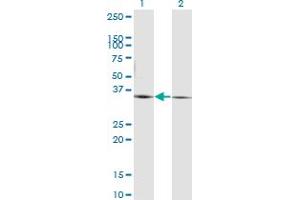 PEX19 Antikörper  (AA 1-299)