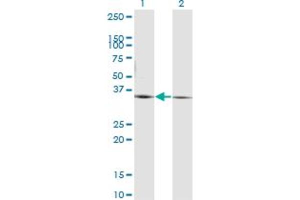 PEX19 Antikörper  (AA 1-299)