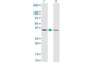 Western Blot analysis of PEX19 expression in transfected 293T cell line by PEX19 monoclonal antibody (M07), clone 2E4.