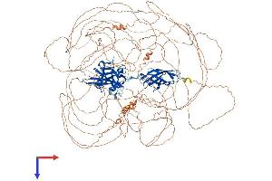 NFAT5 Protein (AA 1-1534) (His tag)