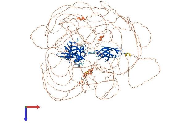 NFAT5 Protein (AA 1-1534) (His tag)