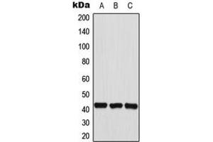 Western blot analysis of HEXIM2 expression in HepG2 (A), HeLa (B), A549 (C) whole cell lysates. (HEXIM2 Antikörper  (Center))