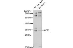Western blot analysis of extracts of various cell lines, using ODF1 antibody (ABIN7269127) at 1:1000 dilution.