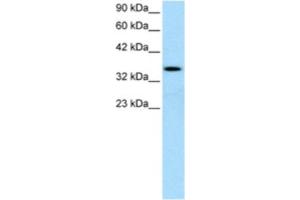 Western Blotting (WB) image for anti-Lymphoid Enhancer-Binding Factor 1 (LEF1) antibody (ABIN2460459) (LEF1 Antikörper)