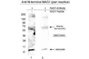 Western blot using  affinity purified anti-NAG-1/GDF15 (N-terminal specific) antibody shows detection of a 14 kDa band corresponding to recombinant human NAG-1 purified from CHO cells. (GDF15 Antikörper  (N-Term))