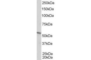 ABIN185296 staining (1µg/ml) of A431 lysate (RIPA buffer, 35µg total protein per lane). (Retinoid X Receptor beta Antikörper  (AA 70-83))