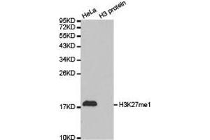 Western blot analysis of extracts of HeLa cell line and H3 protein expressed in E. (Histone 3 Antikörper  (H3K27me))