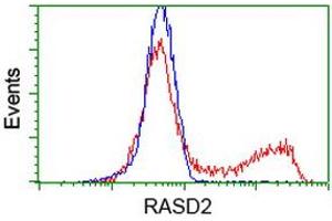 HEK293T cells transfected with either RC201454 overexpress plasmid (Red) or empty vector control plasmid (Blue) were immunostained by anti-RASD2 antibody (ABIN2453975), and then analyzed by flow cytometry. (RASD2 Antikörper)